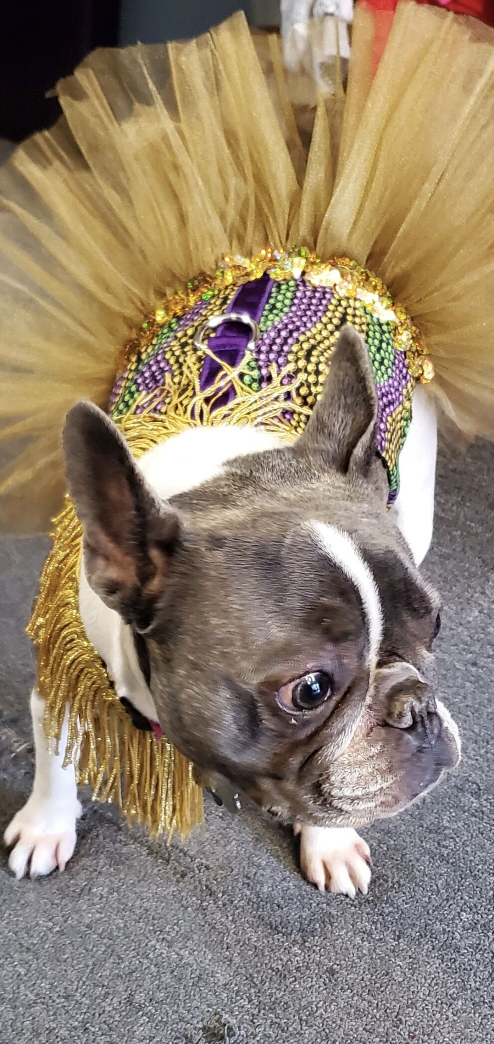 Jazzie su tutu